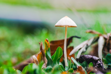 Little white mushroom in nature in morning