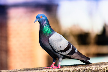Pigeon sitting on ledge portrait photography of bird with blurred background
