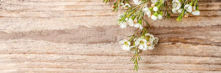 Chamelaucium flowers (waxflower) on wooden background.