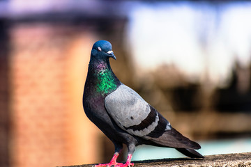 Pigeon sitting on ledge portrait photography of bird with blurred background