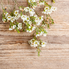 Chamelaucium flowers (waxflower) on wooden background.