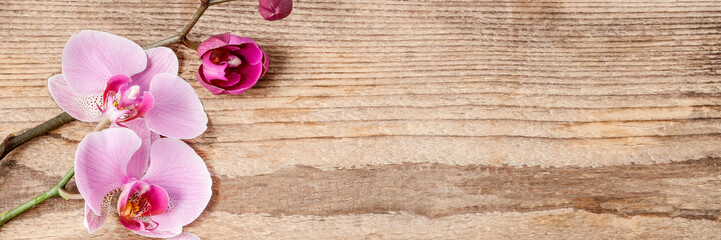 Beautiful pink orchid flowers on wooden background.