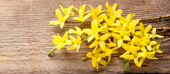 Forsythia on wooden background