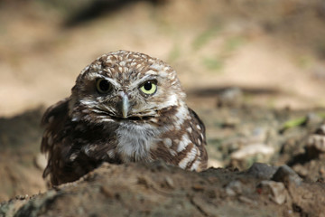 Burrowing owl