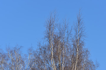 Birch crones against the blue sky in a springtime