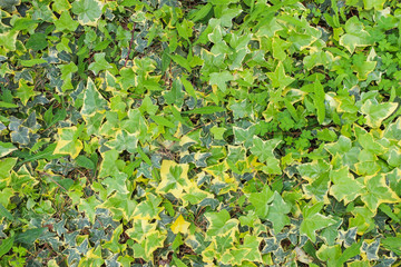 Ivy thickets