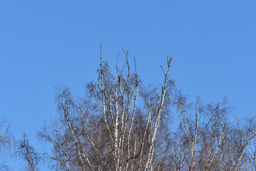 Trees in the spring forest against the blue sky