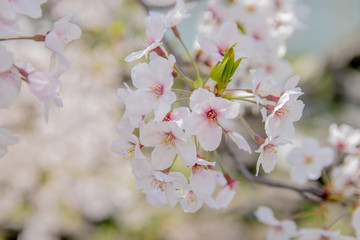 Obraz premium Pink Japanese cherry blossom blooming season under a ending winter