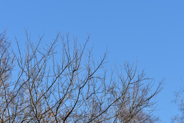Trees in the spring forest against the blue sky