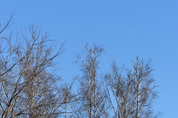 Fototapeta na wymiar Trees in the spring forest against the blue sky