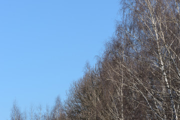 Trees in the spring forest against the blue sky