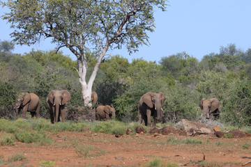 Fototapeta premium Afrikanischer Elefant / African elephant / Loxodonta africana