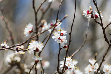 A branch of an apricot tree with blooming white flowers close up against other branches in defocusing