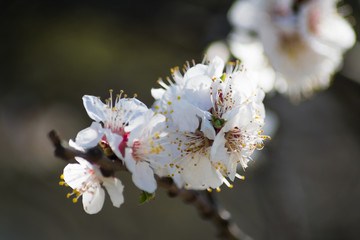 White flowers close up on apricot tree branch in the middle of spring