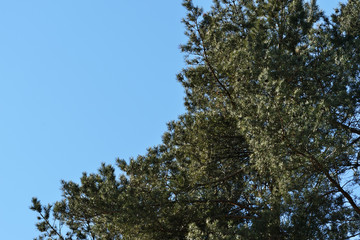 Crown of pine trees in a forest in the spring time against the blue sky