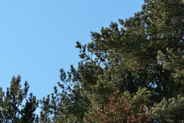 Crown of pine trees in a forest in the spring time against the blue sky