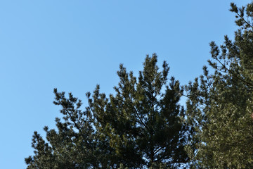 Crown of pine trees in a forest in the spring time against the blue sky