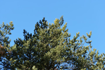 Obraz premium Crown of pine trees in a forest in the spring time against the blue sky