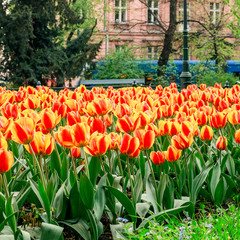 KRAKOW, POLAND - APRIL 17, 2016: Fields of tulips in the city center