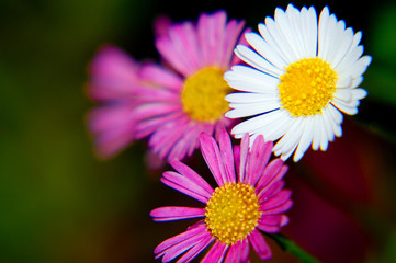 Obraz premium Garden Life