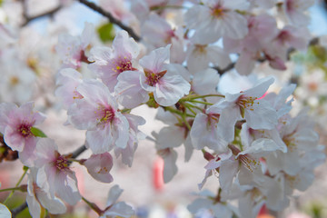 Fototapeta na wymiar Pink Japanese cherry blossom blooming season under a ending winter