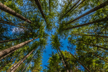 Fototapeta premium trees and sky