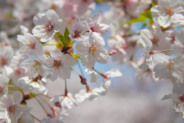Pink Japanese cherry blossom blooming season under a ending winter