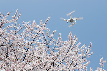 ドローン　桜