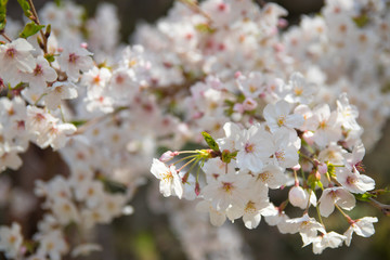 Fototapeta premium Pink Japanese cherry blossom blooming season under a ending winter