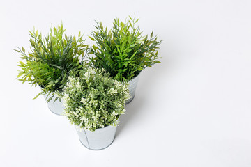 Three fresh green plants in small decorative metal buckets on a white background with a copyspace for a text.