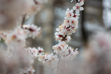 apricot flower spring nature close up macro 