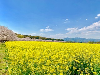 Obraz premium 桜と菜の花 cherry blossoms And Rape blossoms