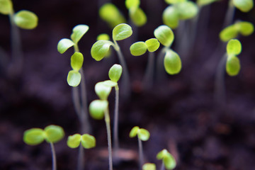 Green salad seedlings growing from seed in soil, closeup view at shallow depth of field. Planting vegetable garden.