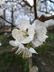 blooming cherry tree in spring