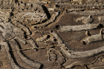Tree destruction by insect bark bootle woodworm.  Traces of a pest on a tree bark. natural backgrounds