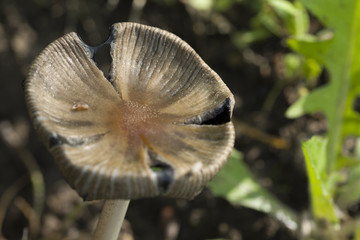  flat-headed mushroom in forest