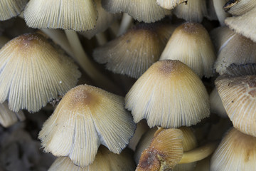 group of mushrooms in forest 