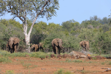 Fototapeta premium Afrikanischer Elefant / African elephant / Loxodonta africana