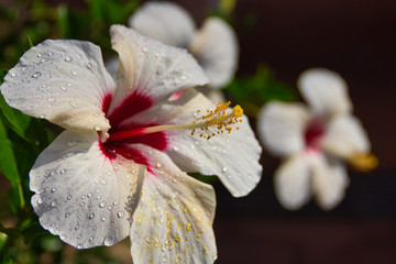 Hibiskus © Bernd Pfitzner