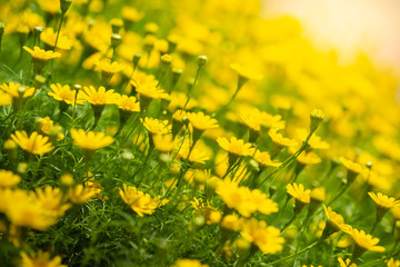 Side view of many little yellow star flowers with green leaf and sunlight. It is use for decorate website and background concept.-Image.