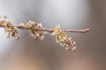 branches and flowers of European White Elm (Ulmus laevis) in the early spring