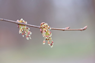 branches and flowers of European White Elm (Ulmus laevis) in the early spring