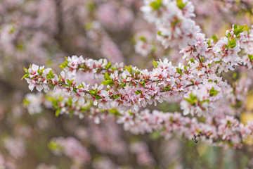 Branch with flowers nanking cherry (prunus tomentosa). Nanking cherry (prunus tomentosa) flowers 