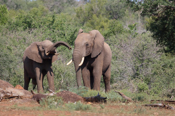 Fototapeta premium Afrikanischer Elefant / African elephant / Loxodonta africana