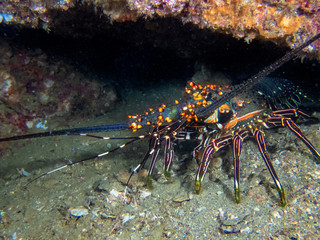 Blue Spiny Lobster (Panulirus inflatus)