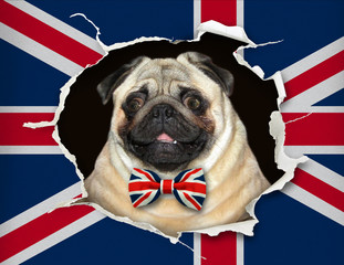 The dog in a bow tie is looking up through hole in the paper flag of Great Britain.
