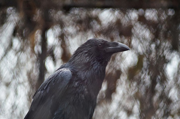 black Raven on a branch