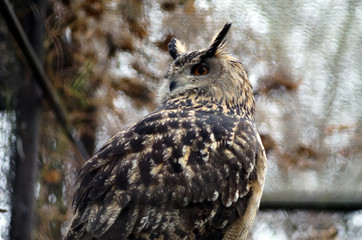 great horned owl