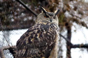 great horned owl