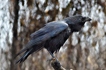 black Raven on a branch